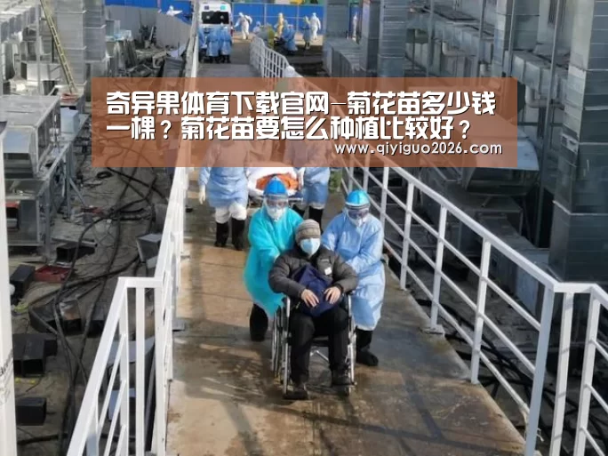 奇异果体育下载官网-菊花苗多少钱一棵?菊花苗要怎么种植比较好?(图1) 奇异果体育下载官网
